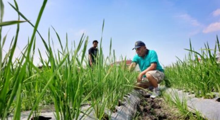 Indonesia Adopts Water-Saving Farming to Boost Rice Production