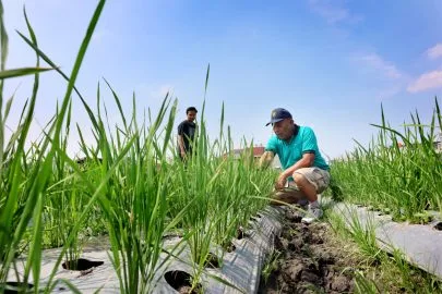 Indonesia Adopts Water-Saving Farming to Boost Rice Production