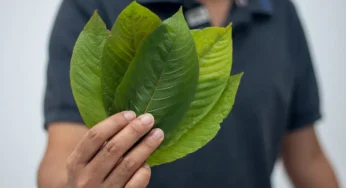 Minister Flags Off $1M Kratom Exports to US & Europe