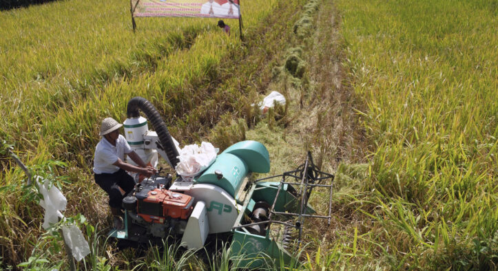 Indonesia’s Rice Surplus Cuts Cambodian Export Demand
